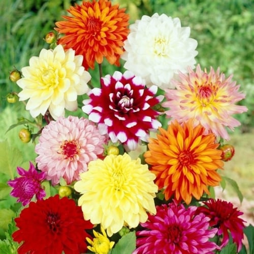 ‫بذور زهرة داليا ( Dahlia decorative )