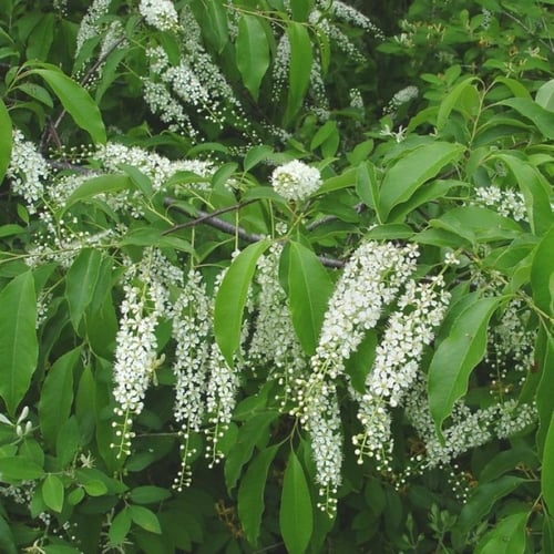 بذور شجرة الكرز الاسود ( Prunus serotina )