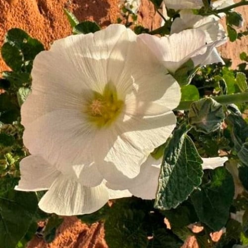 بذور زهرة الختمية البيضاء ( Althaea )