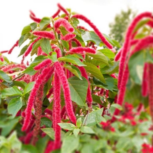 بذور الزهرة المخملية ( Amaranthus caudatus )