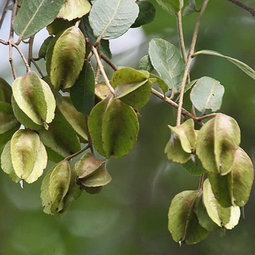 بذور شجرة ترمناليا أرجونا ( Terminalia arjuna )