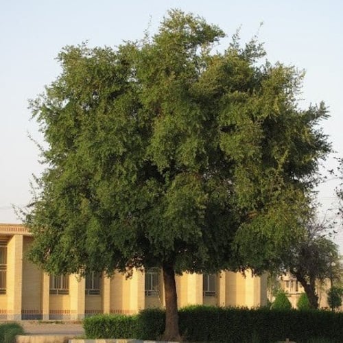 بذور شجرة السدر البلدي ( Ziziphus spina-christi )