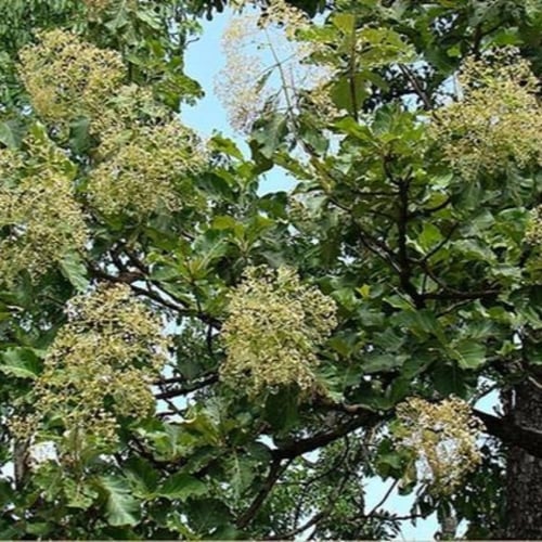 بذور شجرة التيك - خشب الساج ( Tectona grandis )