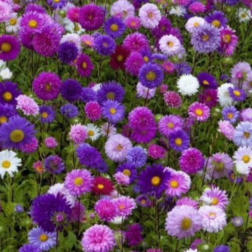 بذور زهور الاستر ( Callistephus chinensis )