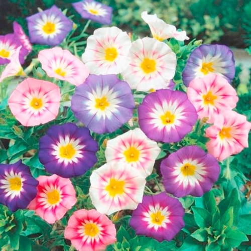 بذور اللبلاب ثلاثي الألوان - مجد الصباح قزمي ( Con...