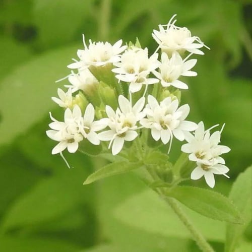 بذور ورق السكر - ستيفيا ( Stevia rebaudiana )