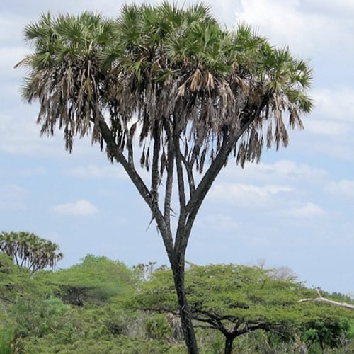 بذور نخيل الدوم ( Hyphaene thebaica )