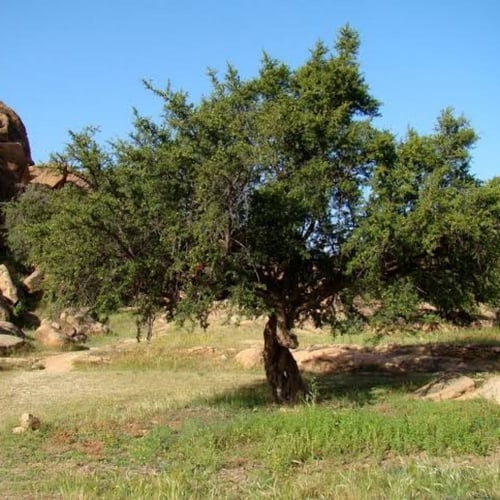 بذور شجرة الأرجان - الأركان ( Argania spinosa )