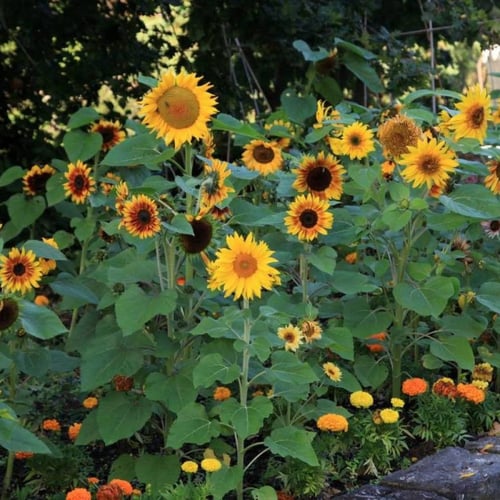 بذور دوار الشمس "منوع" ( Helianthus annuus )