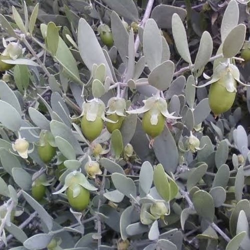 بذور ‫الجوجوبا‬ ( Simmondsia chinensis )