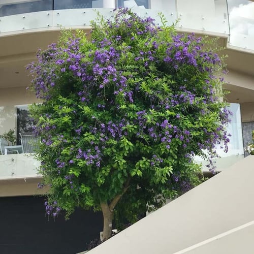 بذور شجيرة دورانتا ( duranta erecta )