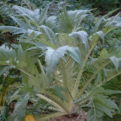 بذور الخرشوف الشوكي ( cynara cardunculus )