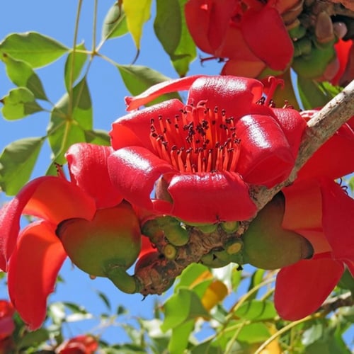 بذور شجرة البومباكس ( Bombax ceiba )