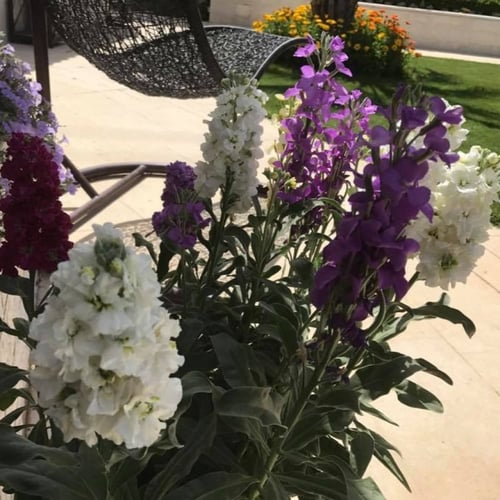 بذور زهرة المنثور - العطر الليلي ( Matthiola longi...