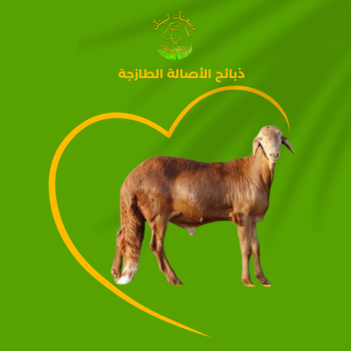 Sawakani Al-Asala, a big sacrifice +21 kilograms s...