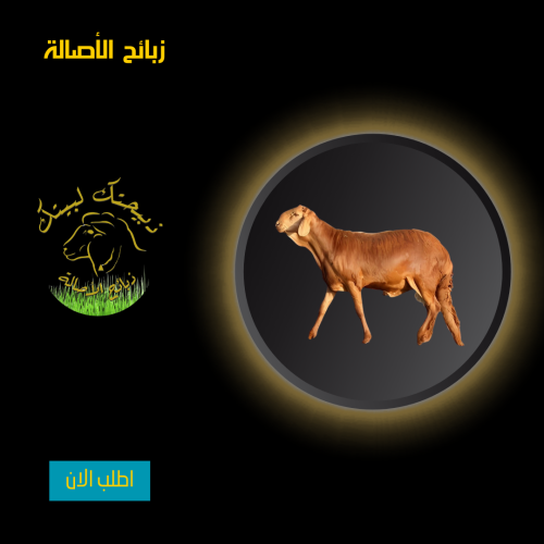 سواكني كبير +21 كيلو