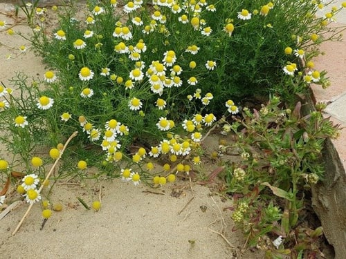 بابونج زراعي بذور مقدار فنجال مع شوائب Matricaria