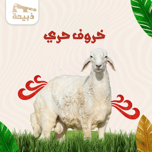 حري هرفي وسط ( 16 لـ 17 كيلو )