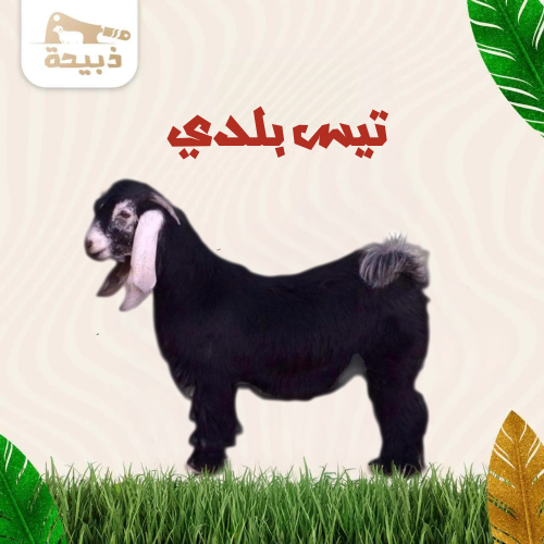 تيس صغير ( 8 لـ 9 كيلو )