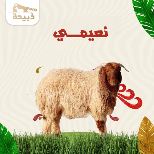 نعيمي هرفي كبير ( 19 لـ 20 كيلو )