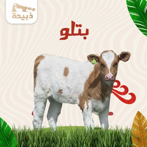 بتلو كامل ( 100 لـ 120 كيلو )