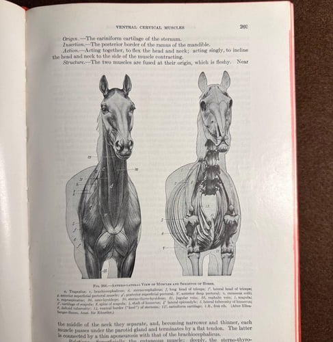 كتاب قديم لتشريح الحيوانات