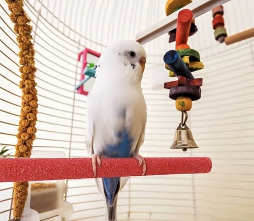 مجثم ومبرد للطيور