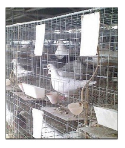 مشربية محاكر تماتيك عوامه