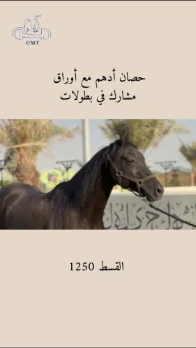 حصان أدهم مع أوراق