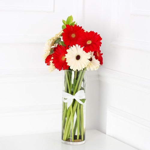 فازة الجربيرا احمر وابيض