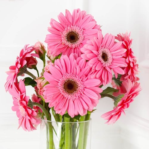 فازة الجربيرا وردي