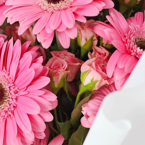 باقة الجربيرا وردي