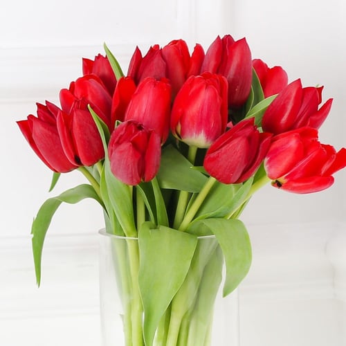 فازة التوليب الاحمر