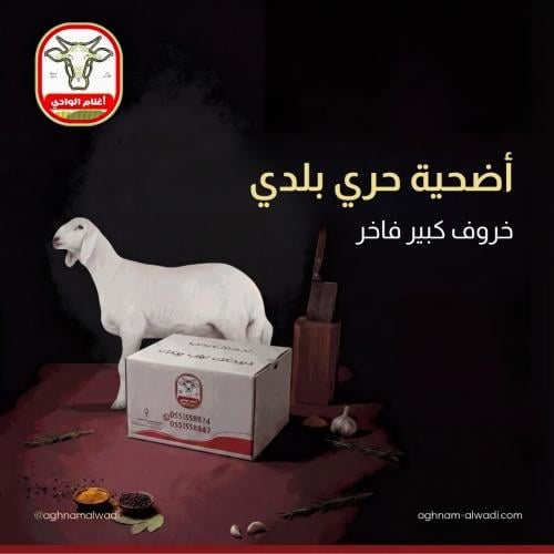 اضحية حري كبير