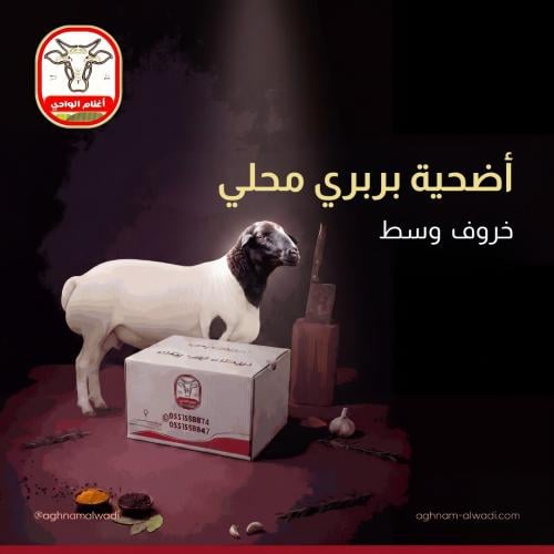 اضحية بربري محلي