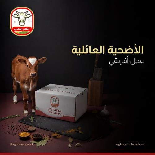 الاضحية العائلية عجل افريقي