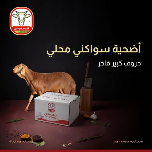 اضحية سواكني كبير