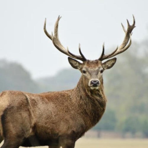 سبحة طبيعية من قرن الغزال