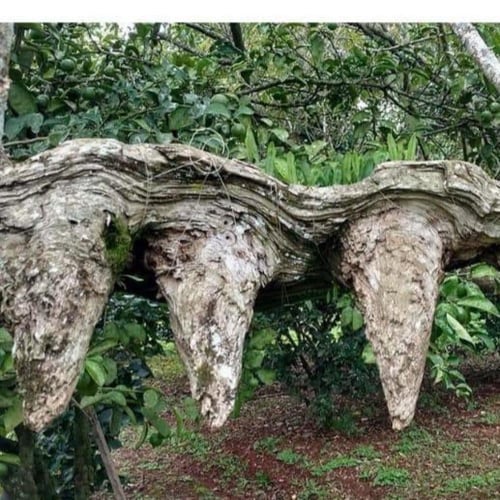 خشب وحيد القرن ( زمرد و لازورد )