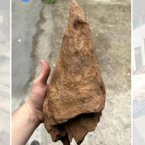 خشب وحيد القرن النادر