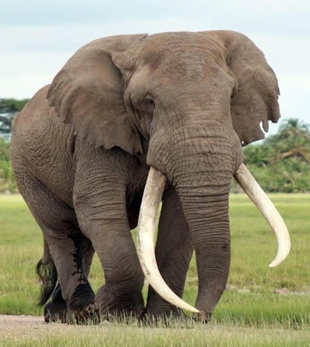 قطعة فاخرة من الفيل مطعم بالزمرد و الياقوت