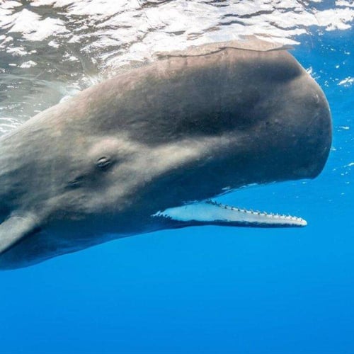 سبحة من ناب الحوت ( العنبر )