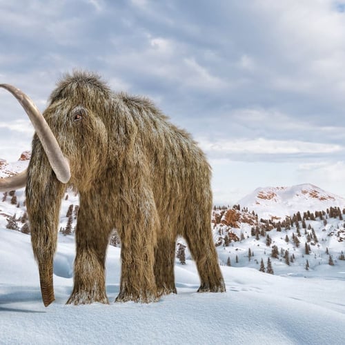 قطعة فريدة من عاج الماموث المنقرض