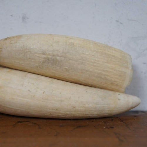 سبحة من ناب الحوت ( العنبر )