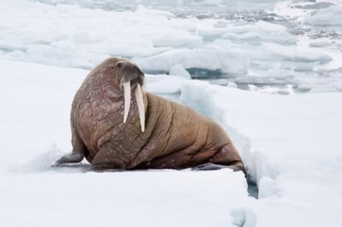 سبحة من ناب الفقمة ( ثور البحر )