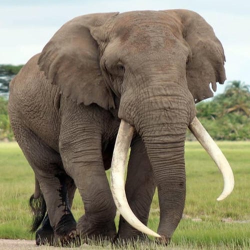 قطعة فاخرة من عاج الفيل مع حجر اللازورد