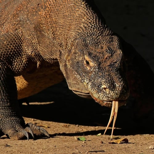 سبحة جلد تنين كومودو