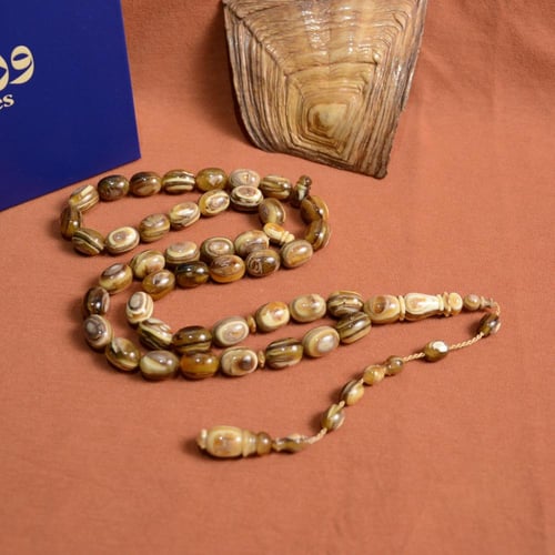 قطعة فريدة ظهر سلحفاة برية