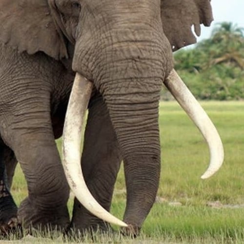 عاج فيل مع حجر اللازورد ( لابيس )