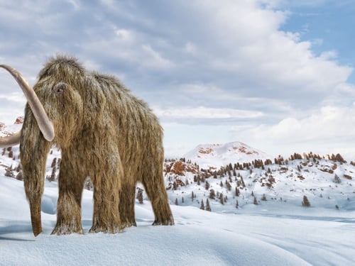 سبحة مميزة من ناب الماموث المنقرض
